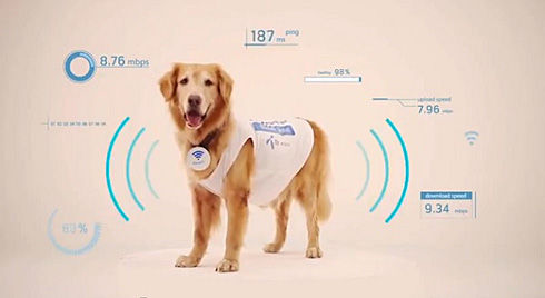 要給你的寵物注射RFID微芯片？